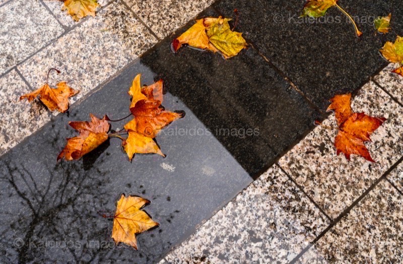 Automne;Autumn;Champs Elysees;Champs-Élysées;Fall;Feuilles;Feuilles mortes;Humide;Kaleidos;Kaleidos images;Leaves;Mouillé;Pluie;Rain;Tarek Charara;Wet